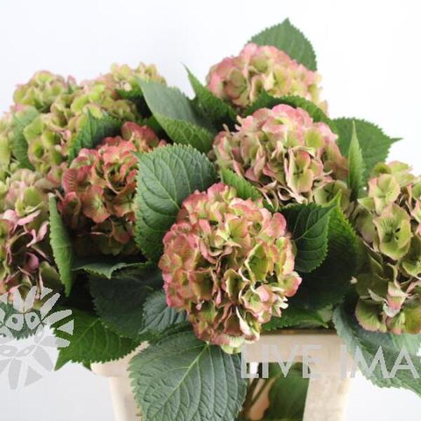 HORTENCIA *ELBTAL CLASIC* 60CM