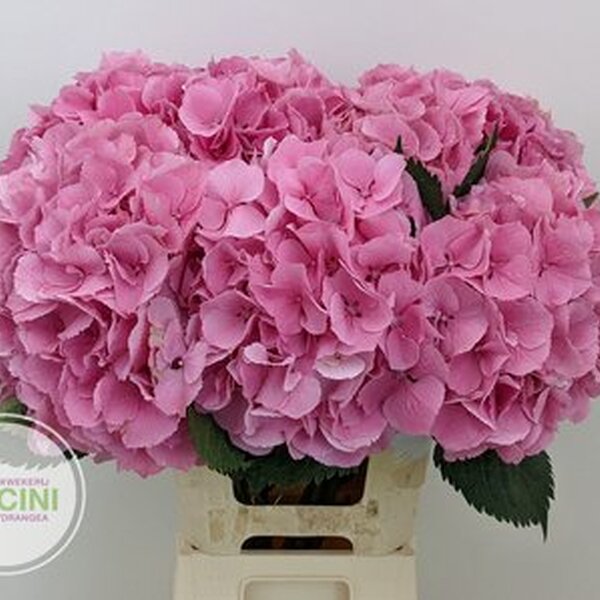 HORTENCIA *ELBTAL PINK* 60CM