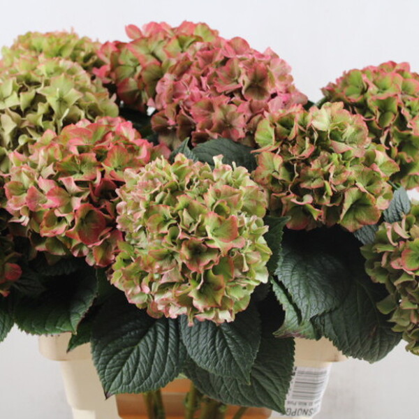 HORTENCIA GLOWING ALPS CLASSIC 60CM