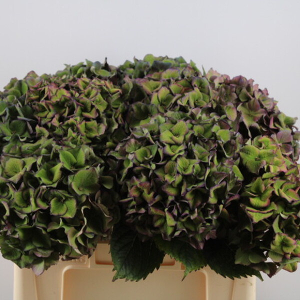 HORTENCIA M MON AMOUR CL 50CM