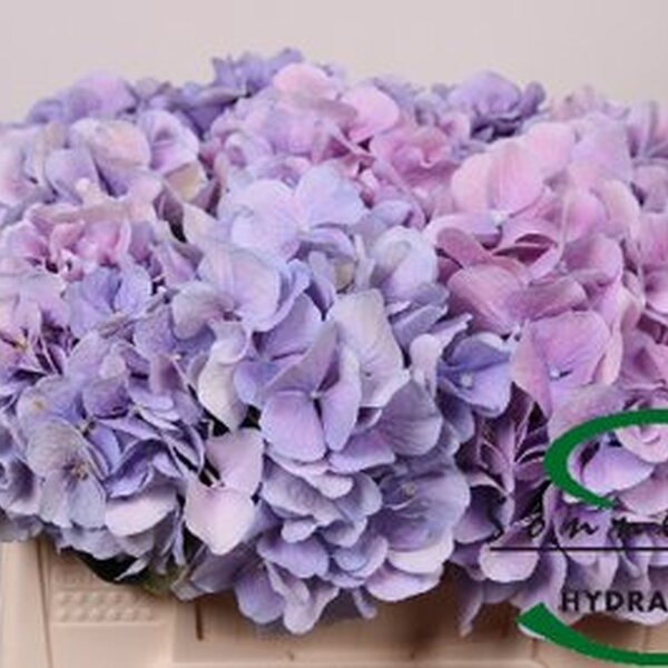 HORTENCIA MARSEPEIN MILKA 40CM