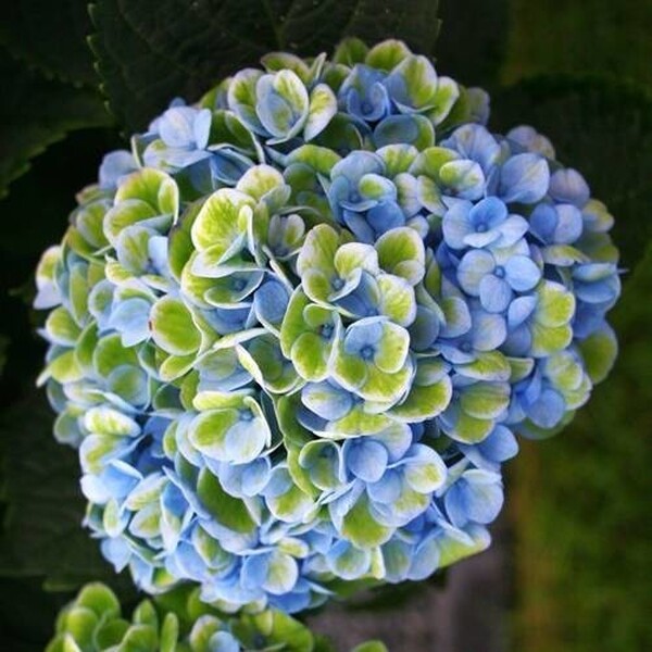 HORTENCIA *MAGICAL REVOLUTION* 60CM