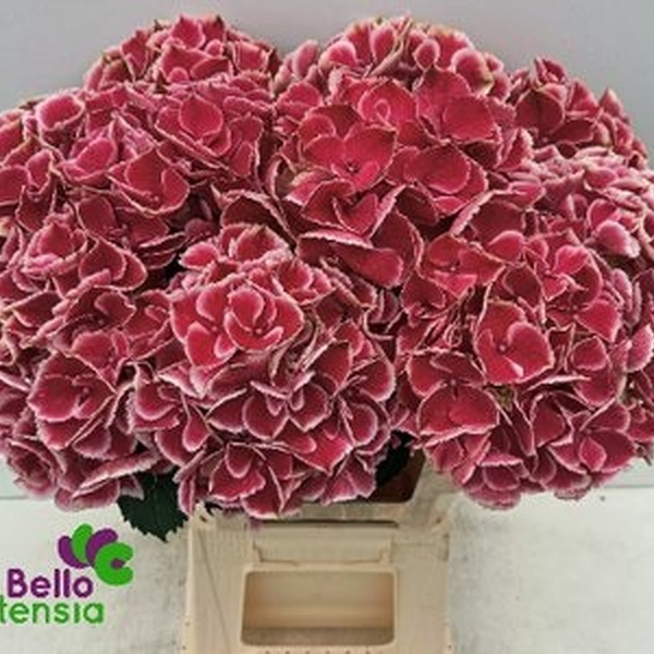 HORTENCIA *MY BEAUTIFUL RIO* 60CM