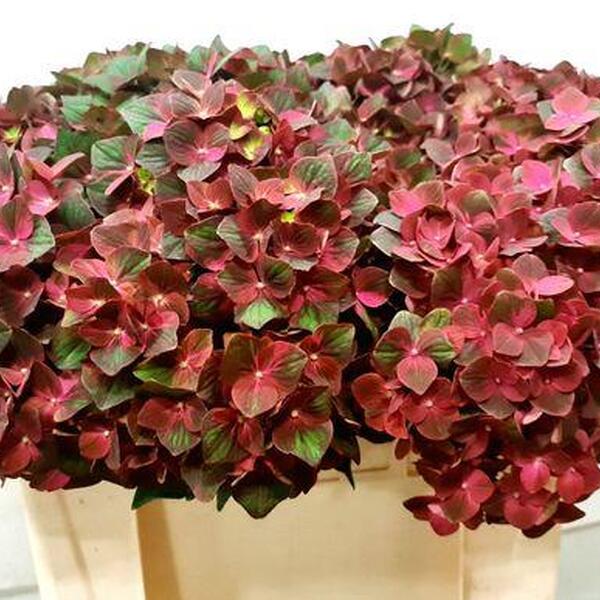 HORTENCIA MAG CHOCOLATE 50CM