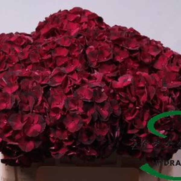 HORTENCIA MAG DARK RUBY 50CM