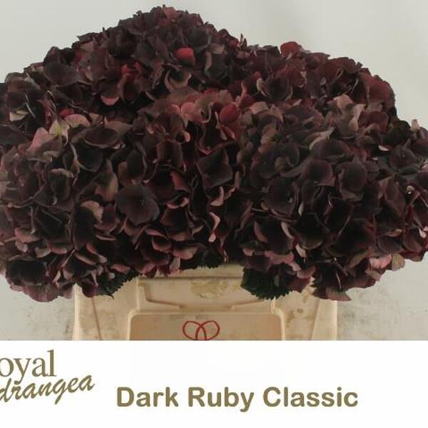 HORTENCIA MAG DARK RUBY CLASIC 50CM