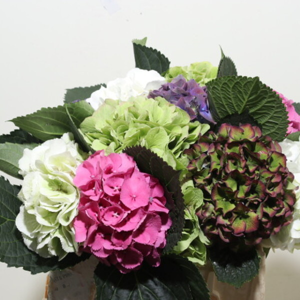 HORTENCIA MIX RAINBOW 40CM