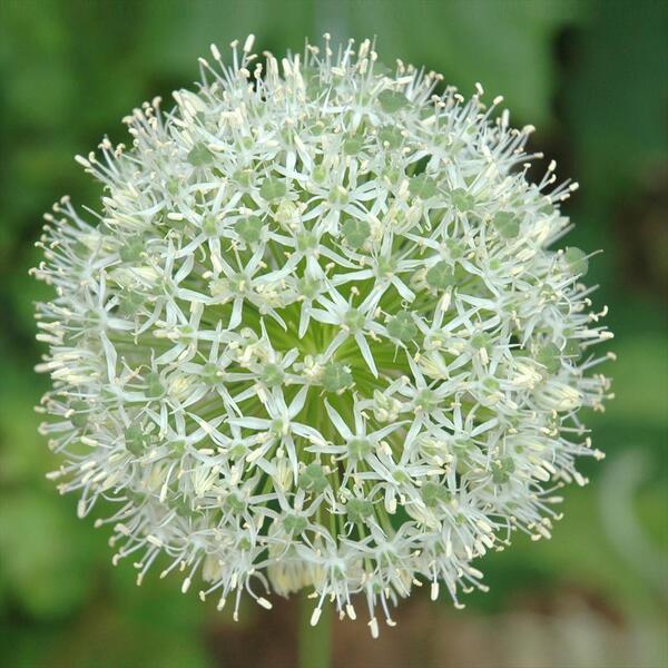 ALLIUM MOUNT EVEREST 90CM