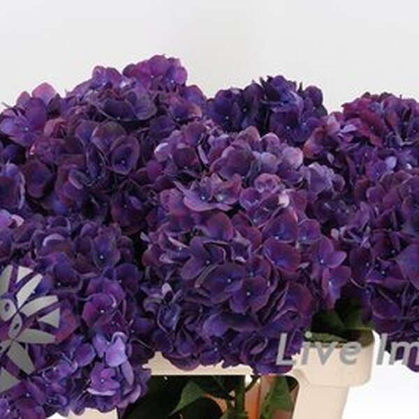 HORTENCIA MAG RUBY AUBERGINE 60CM