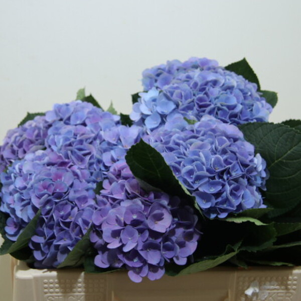 HORTENCIA *OPAL* 50CM