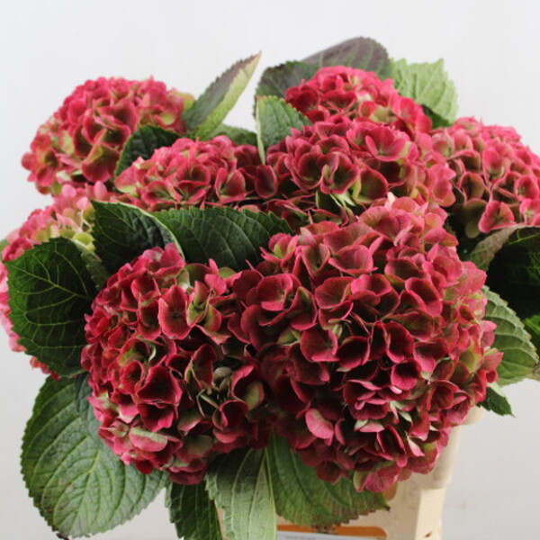 HORTENCIA *OPAL CLASSIC* 60CM