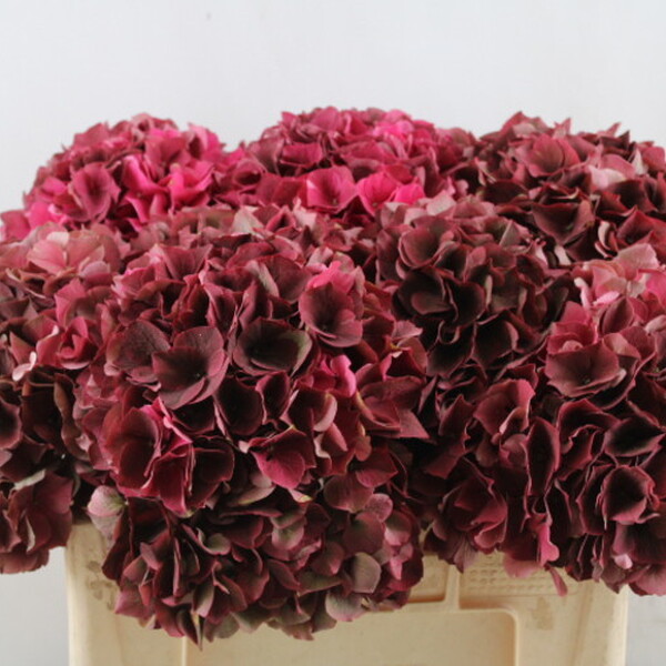 HORTENCIA RUBY CLASIC 50CM