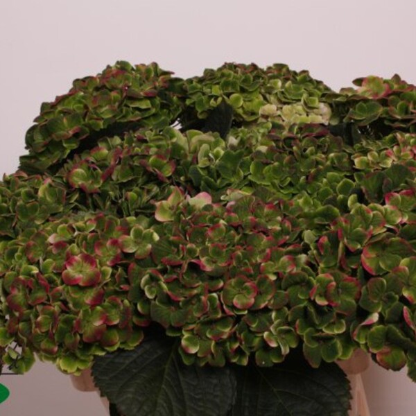 HORTENCIA AMETHYST CLASSIC 60CM
