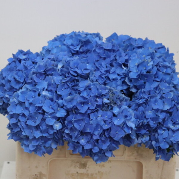 HORTENCIA BELA BLUE 50CM