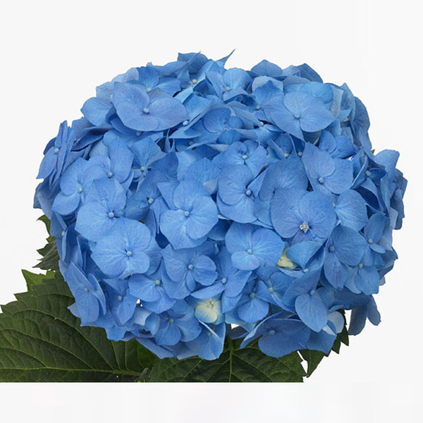 HORTENCIA BELA BLUE 60CM