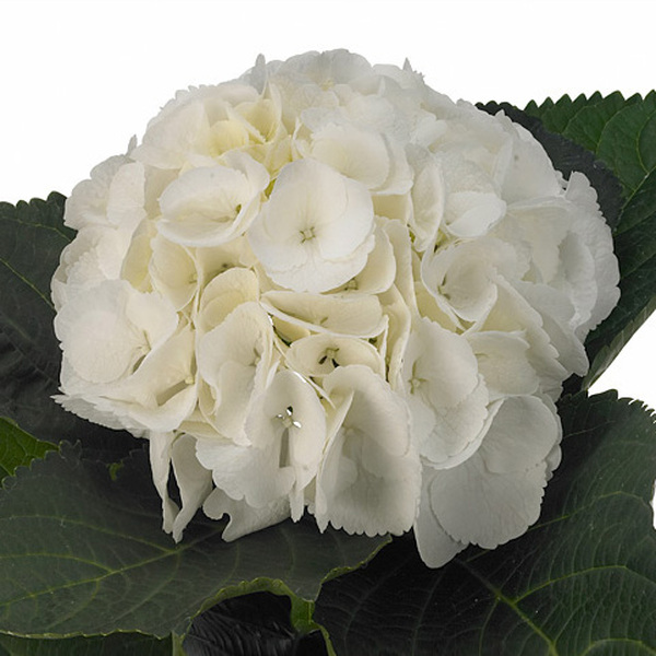 HORTENCIA BLANC 60CM