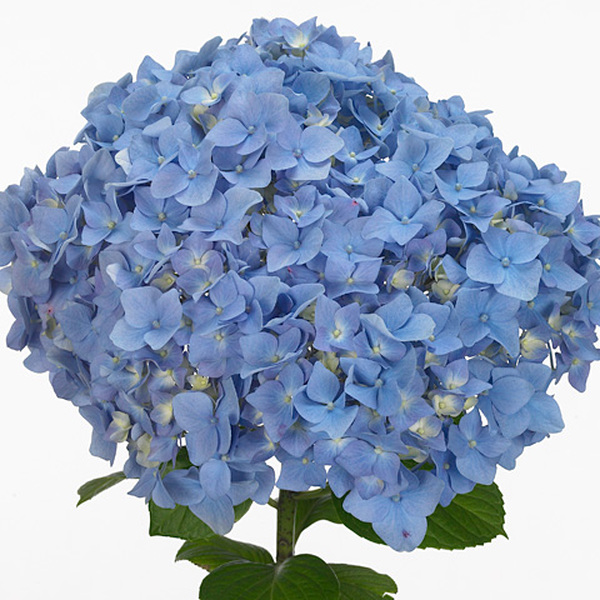 HORTENCIA *BLUE LAGUNE* 60CM