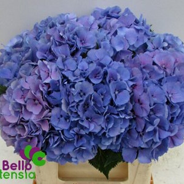 HORTENCIA ELBTAL BLUE 50CM