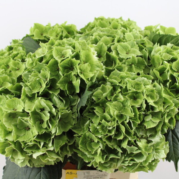 HORTENCIA EMERALD CLASSIC 60CM