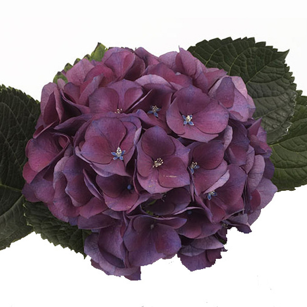 HORTENCIA ESMEE PURPLE 50CM