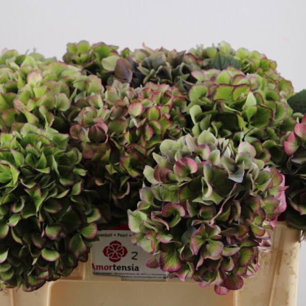 HORTENCIA GLOWING ALPS PURPLE 60CM