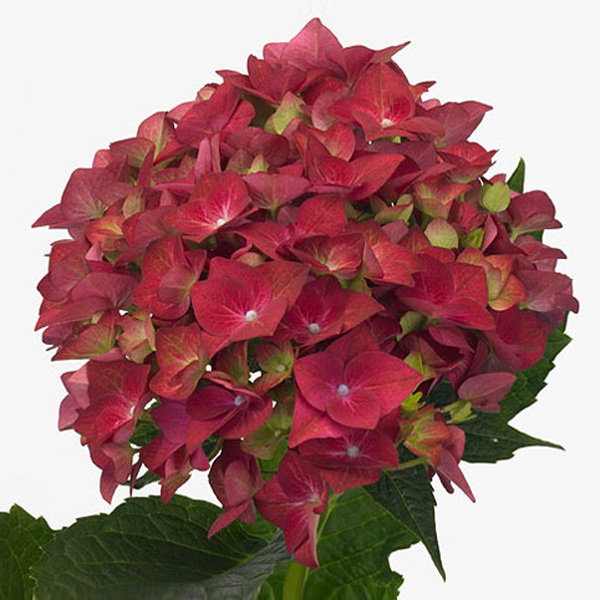 HORTENCIA GREEN SHADOW 50CM