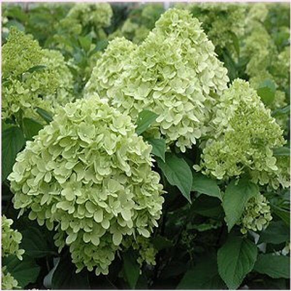HORTENCIA *LIMELIGHT* 70CM