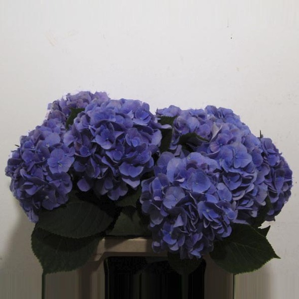 HORTENCIA *MARSEPEIN BLUE* 60CM