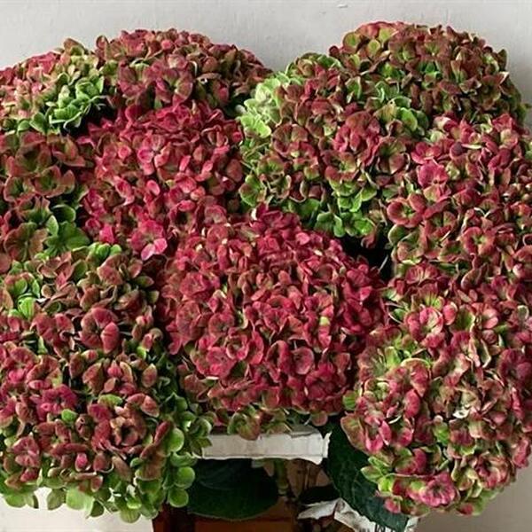 HORTENCIA *MAG. CORAL CLASSIC 60CM