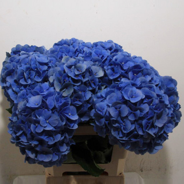 HORTENCIA *MAMMOET* 60CM