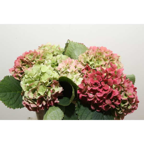 HORTENCIA *MONIKA CLASSIC* 60CM