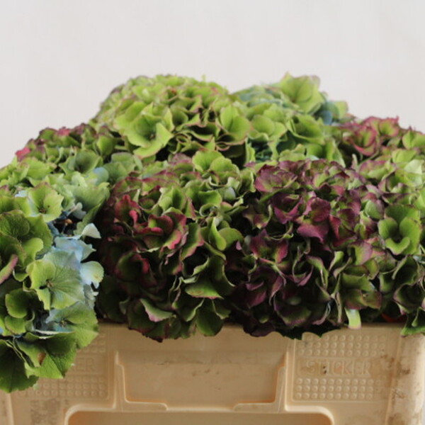 HORTENCIA ROY PALACE CL 50CM