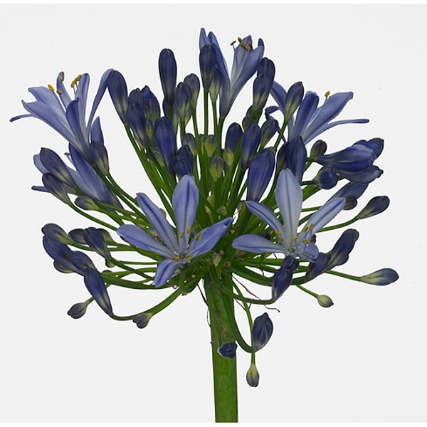 AGAPANTHUS AZUL