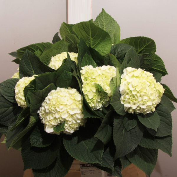 HORTENCIA PEARL GREEN 60CM