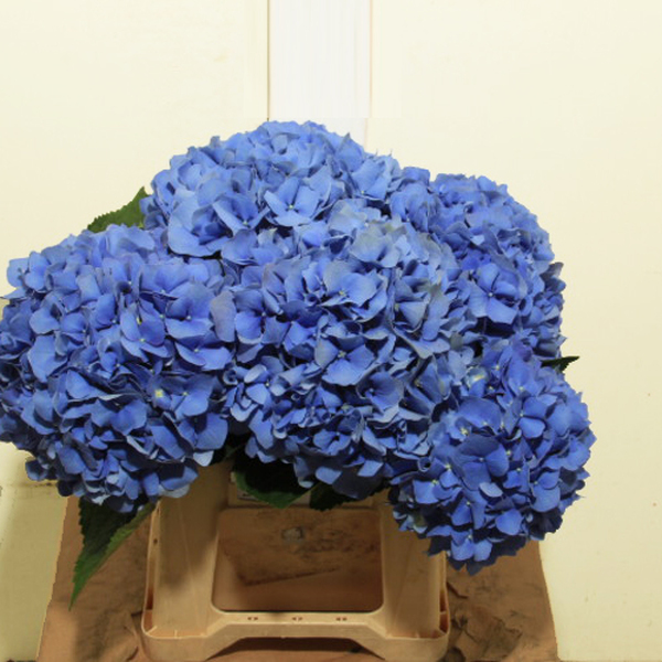 HORTENCIA *PIMPERNEL* 50CM