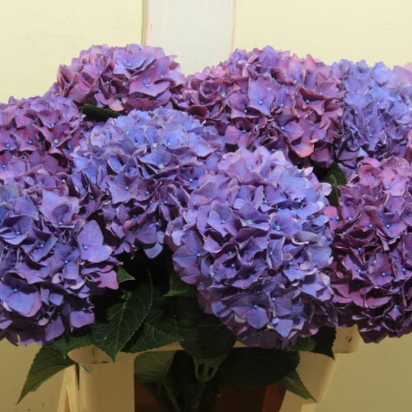 HORTENCIA *RODEO PURPLE* 50CM