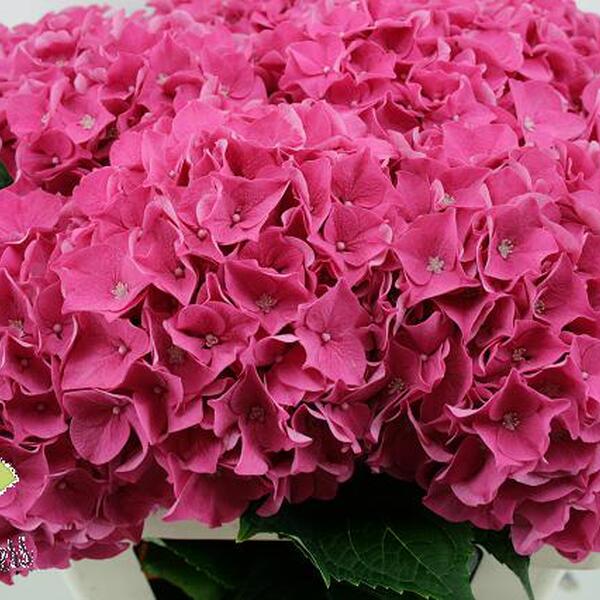 HORTENCIA *RODEO RED* 50CM
