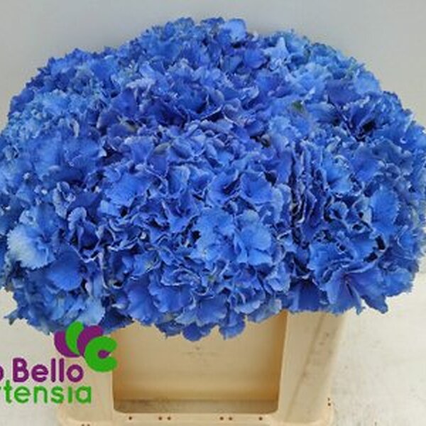 HORTENCIA ROYAL PARADE 50CM