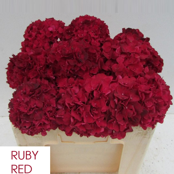HORTENCIA *RUBY RED* 50CM