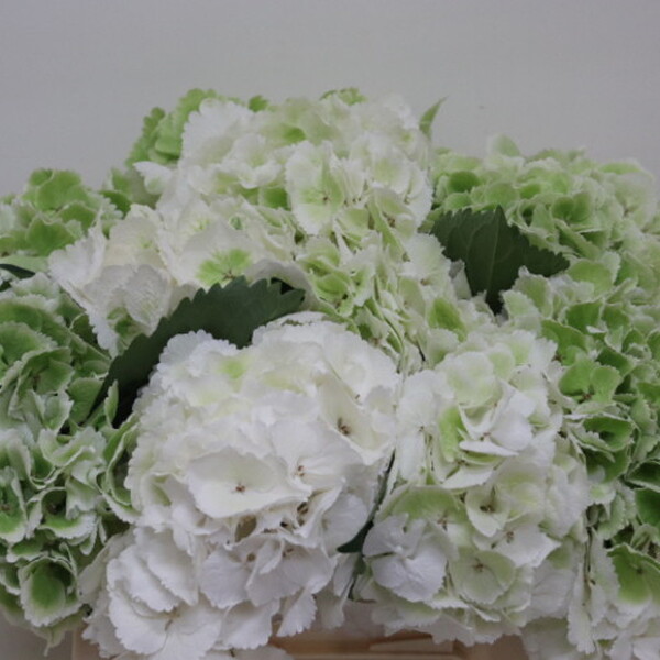 HORTENCIA *SCHNEEBALL CLASSIC 40CM*