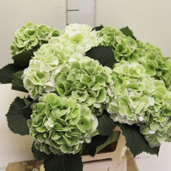 HORT. *SC CLASSIC 60CM* blanc/verde
