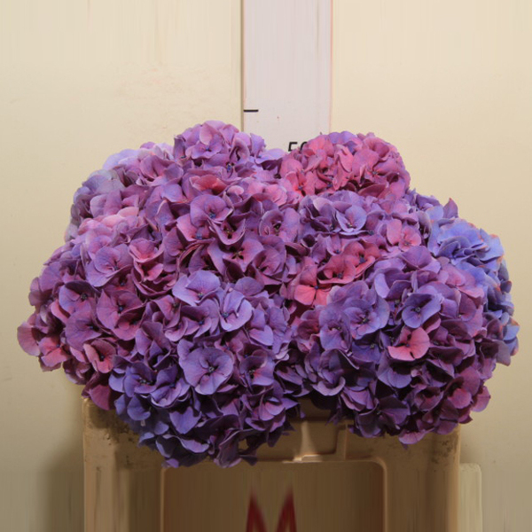 HORTENCIA SIBILLA PURPLE 60CM