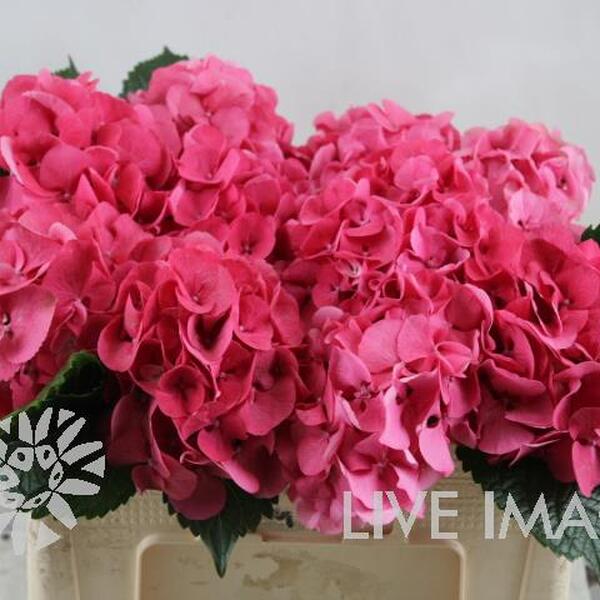 HORTENCIA SIBILLA RED 50CM