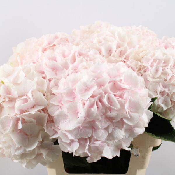 HORTENCIA SWEET VERENA 60CM