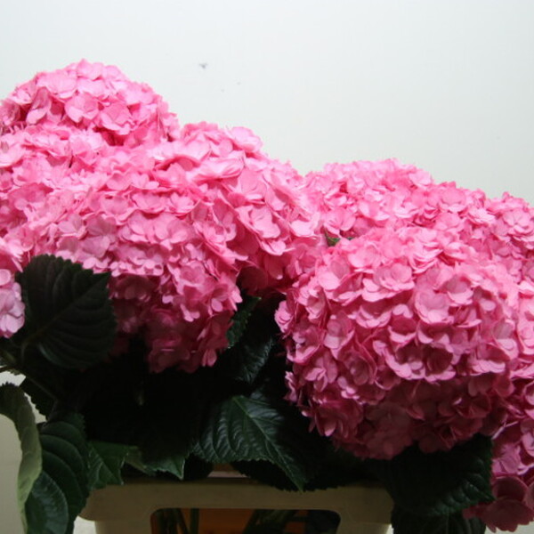 HORTENCIA *ADORE* 60CM