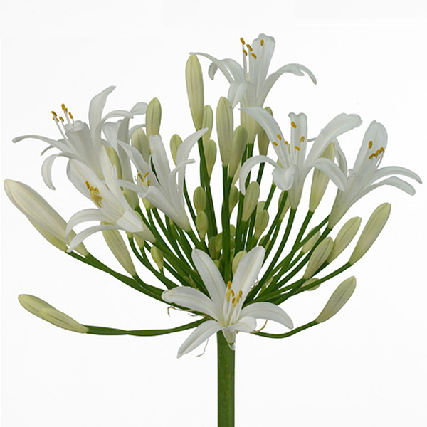 AGAPANTHUS BLANC NACIONAL