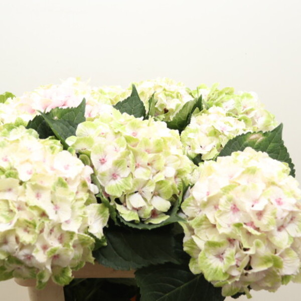 HORTENCIA NOBLESE 60CM