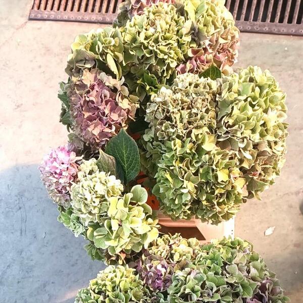 HORTENCIA NAC. VERDA  +50/60CM