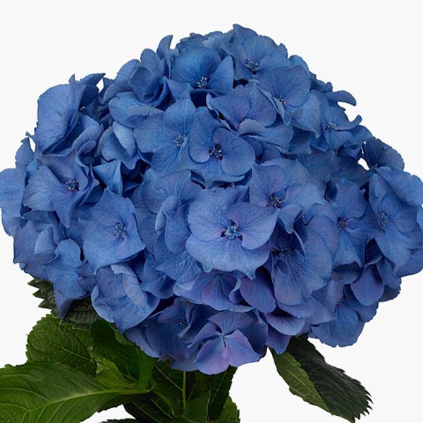 HORTENCIA ROY NAVY BLUE 50CM