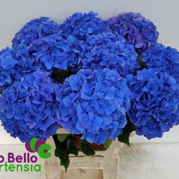 HORTENCIA ROYAL PARADE 60CM